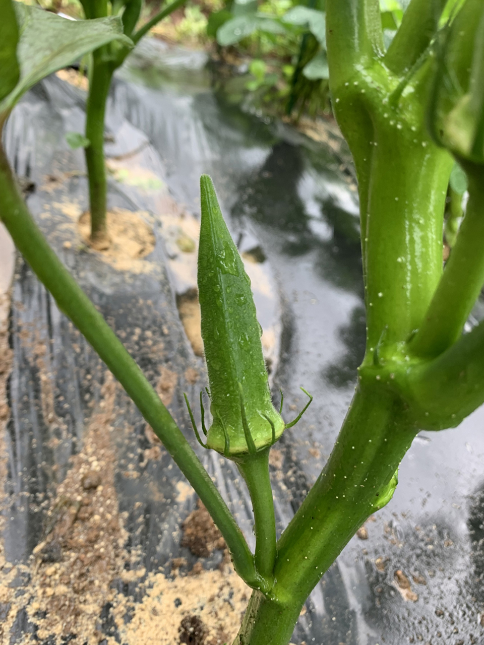 野菜